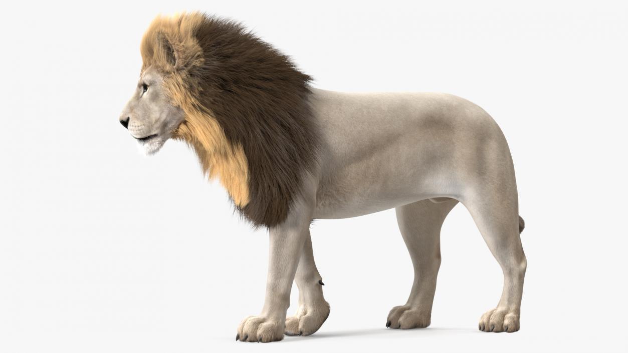 White Male Lion Walking Pose Fur 3D