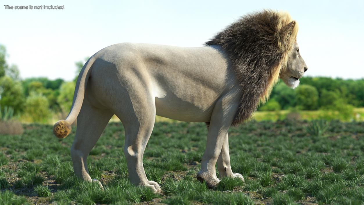 White Male Lion Walking Pose Fur 3D