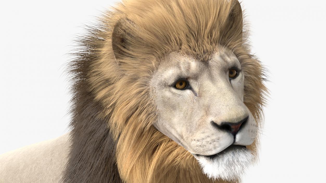 White Male Lion Walking Pose Fur 3D