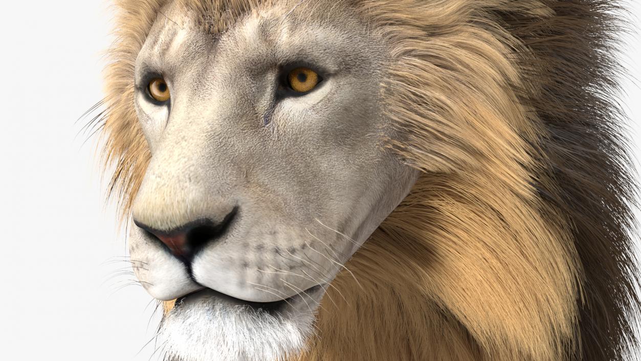 White Male Lion Walking Pose Fur 3D