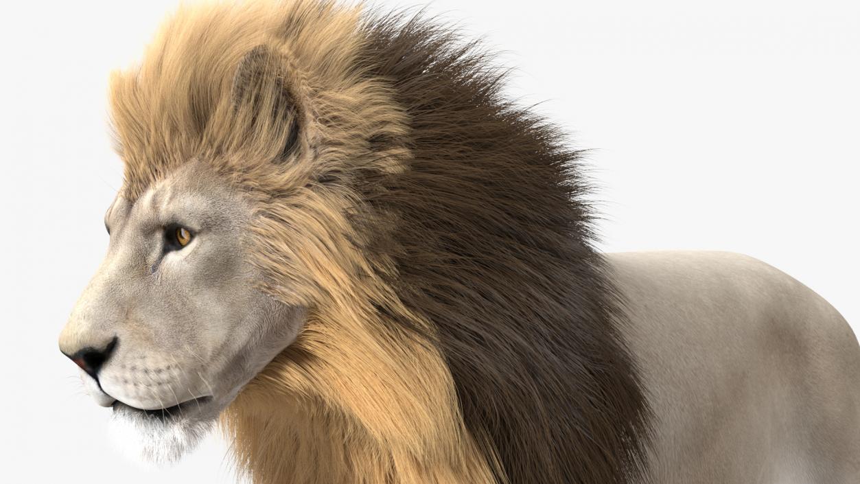 White Male Lion Walking Pose Fur 3D