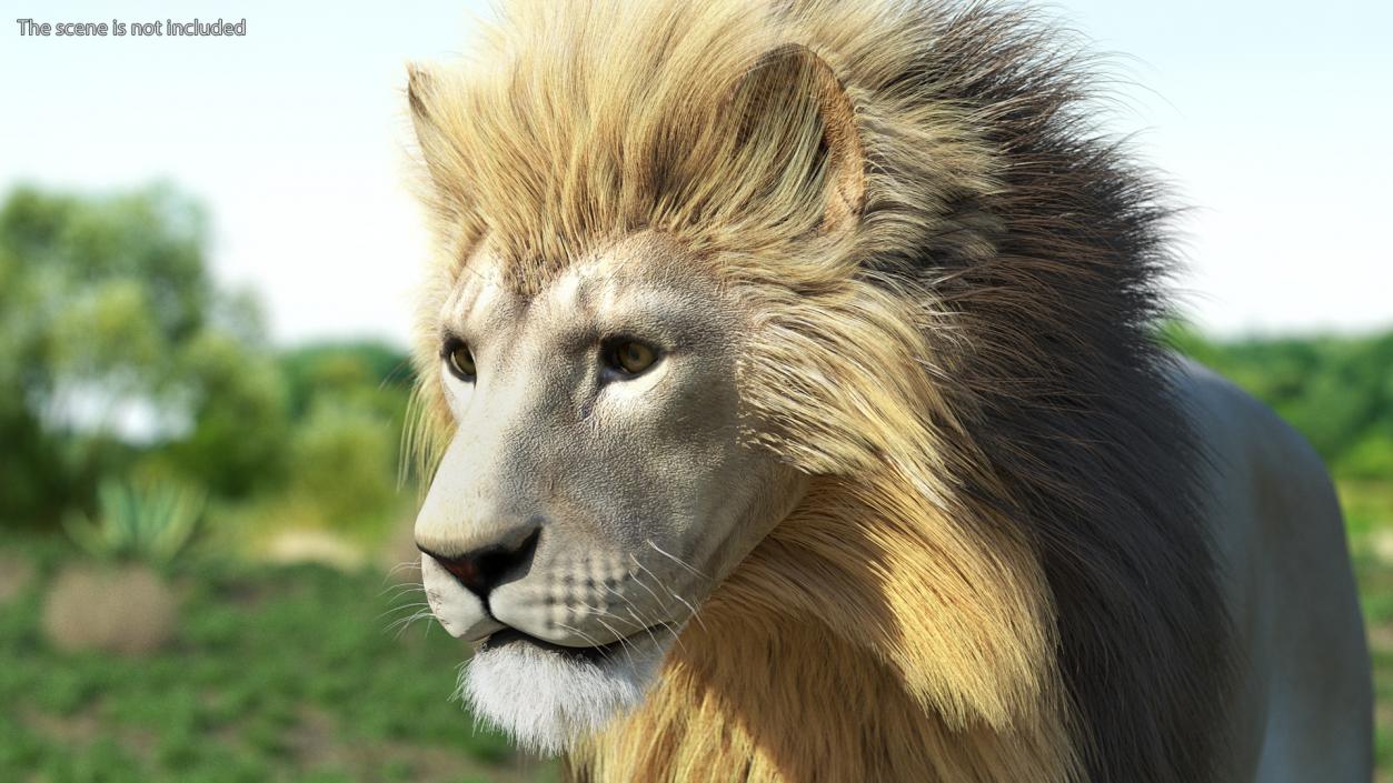 White Male Lion Walking Pose Fur 3D