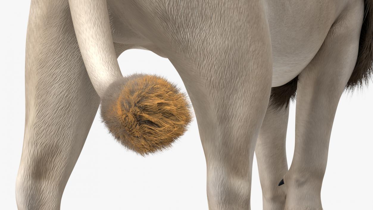 White Male Lion Walking Pose Fur 3D