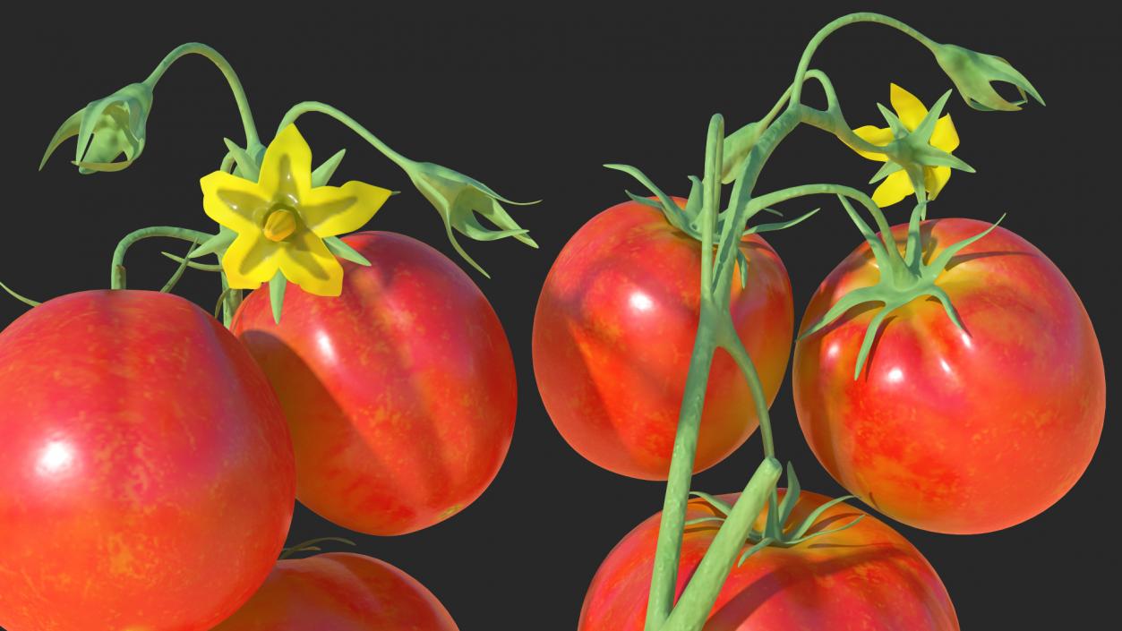 3D Tomato Branch with Red Tomatoes