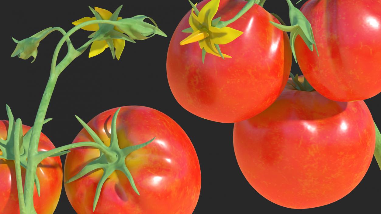 3D Tomato Branch with Red Tomatoes