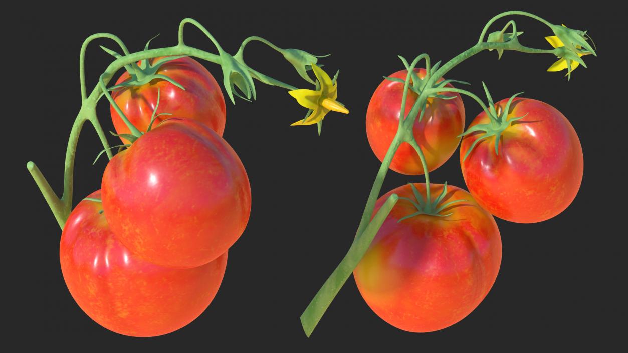 3D Tomato Branch with Red Tomatoes