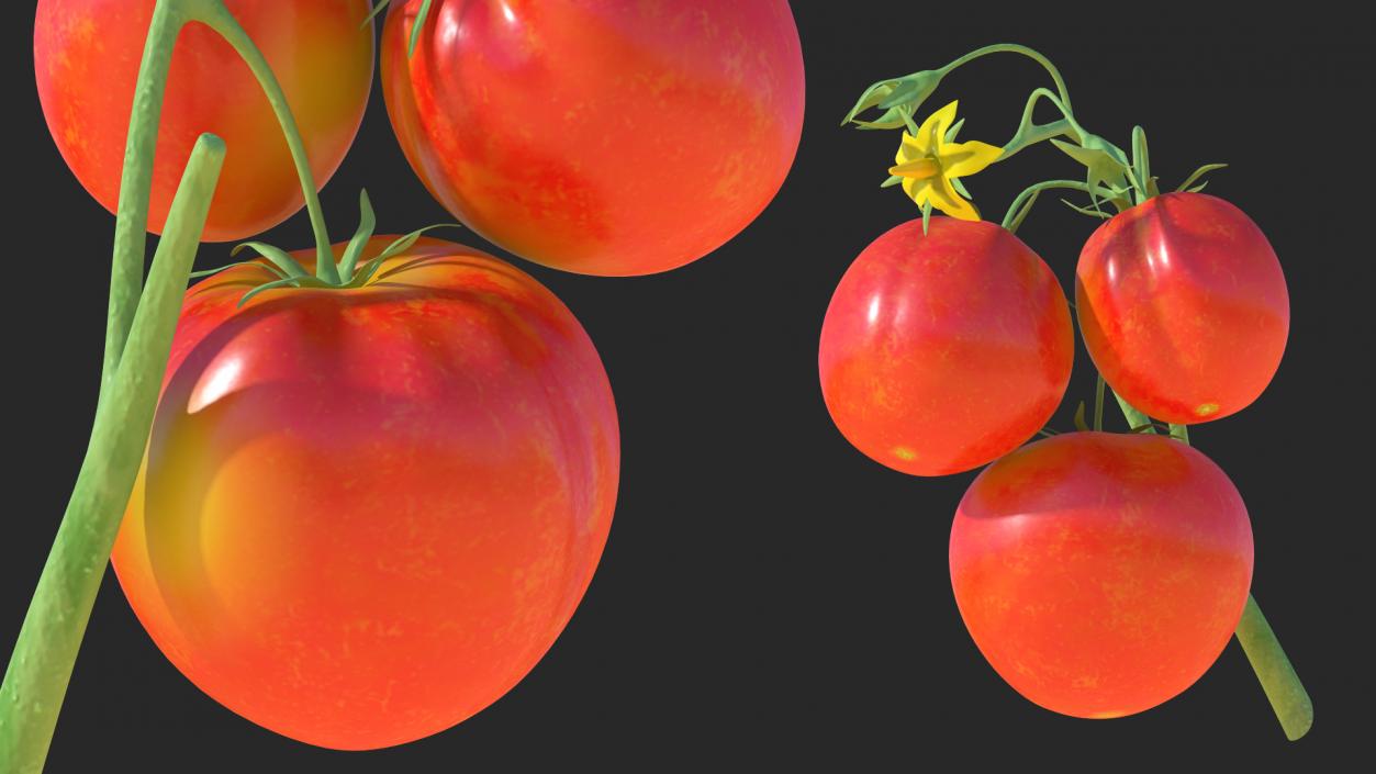 3D Tomato Branch with Red Tomatoes