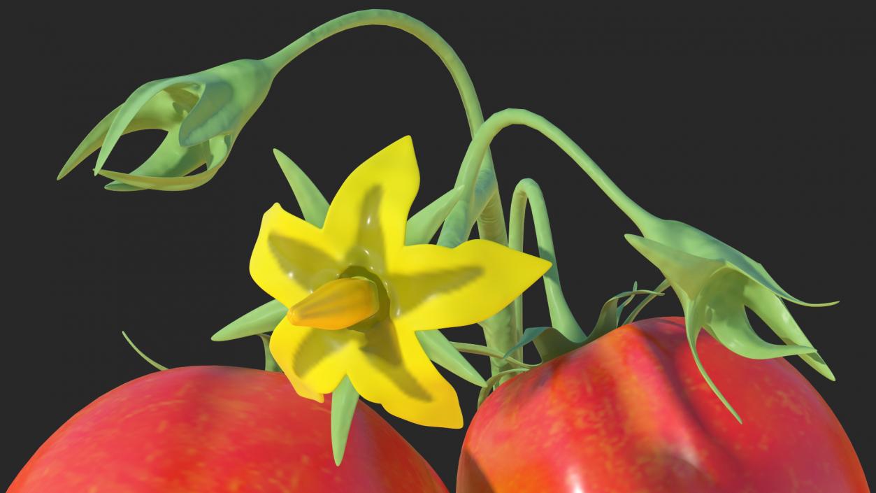 3D Tomato Branch with Red Tomatoes