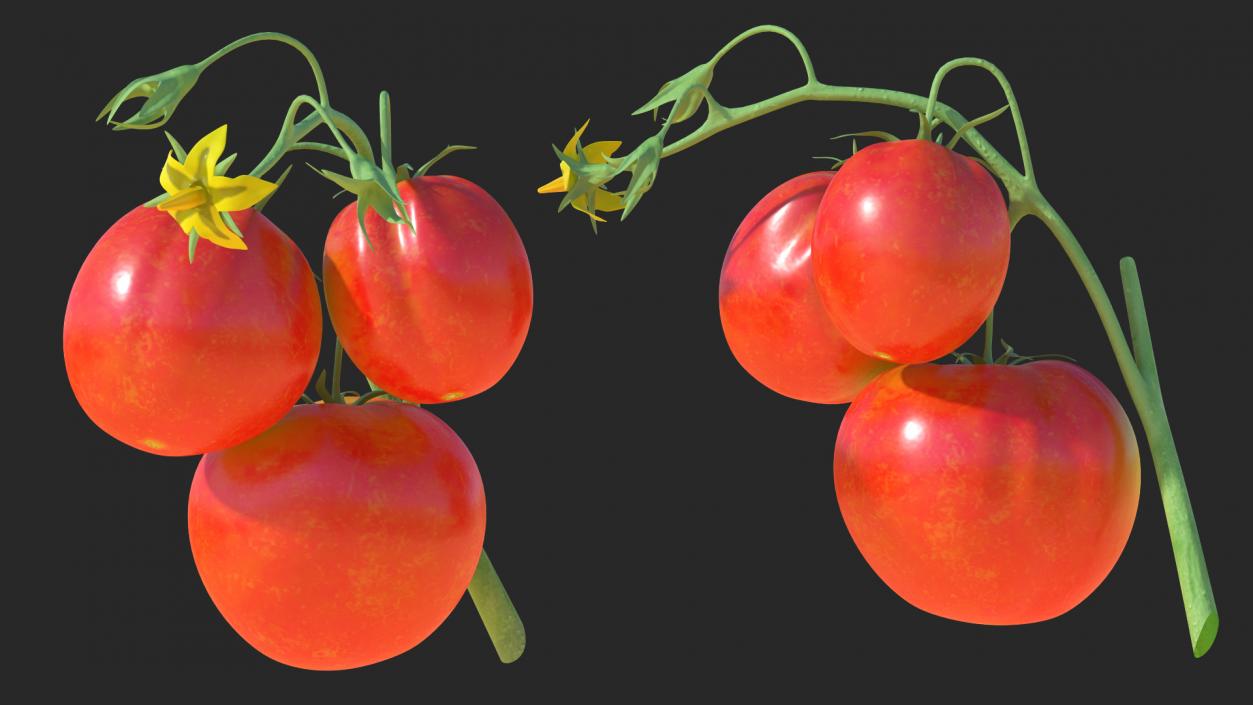 3D Tomato Branch with Red Tomatoes