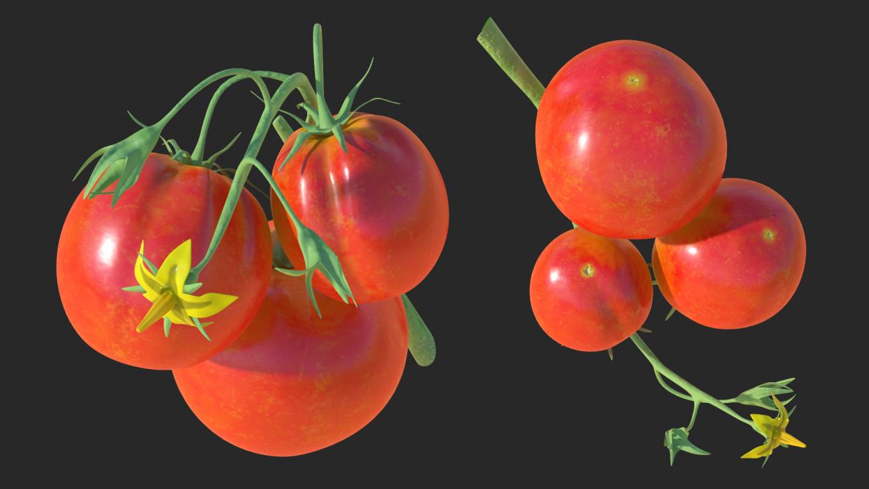 3D Tomato Branch with Red Tomatoes