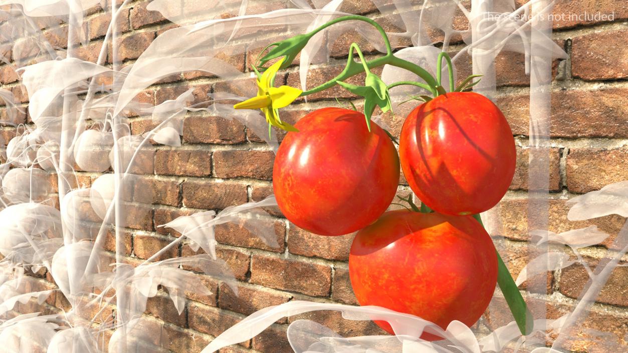 3D Tomato Branch with Red Tomatoes