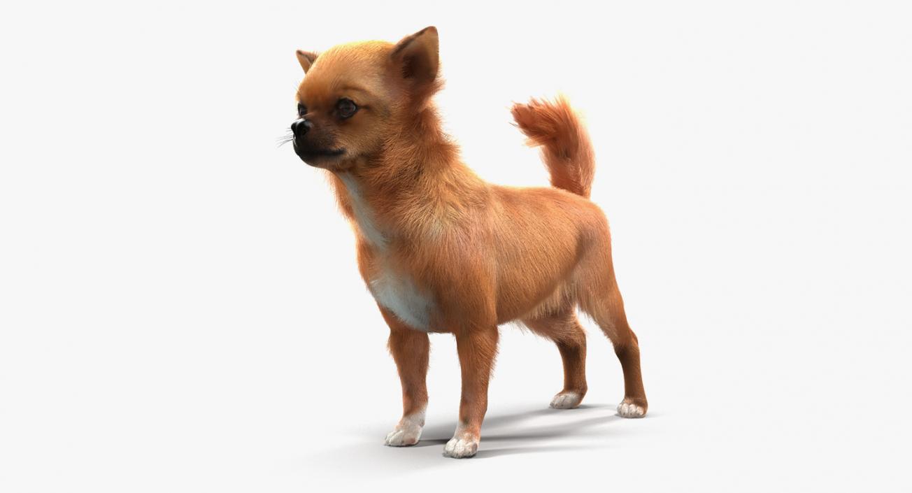 3D model Dogs Collection