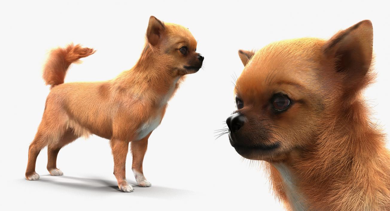 3D model Dogs Collection