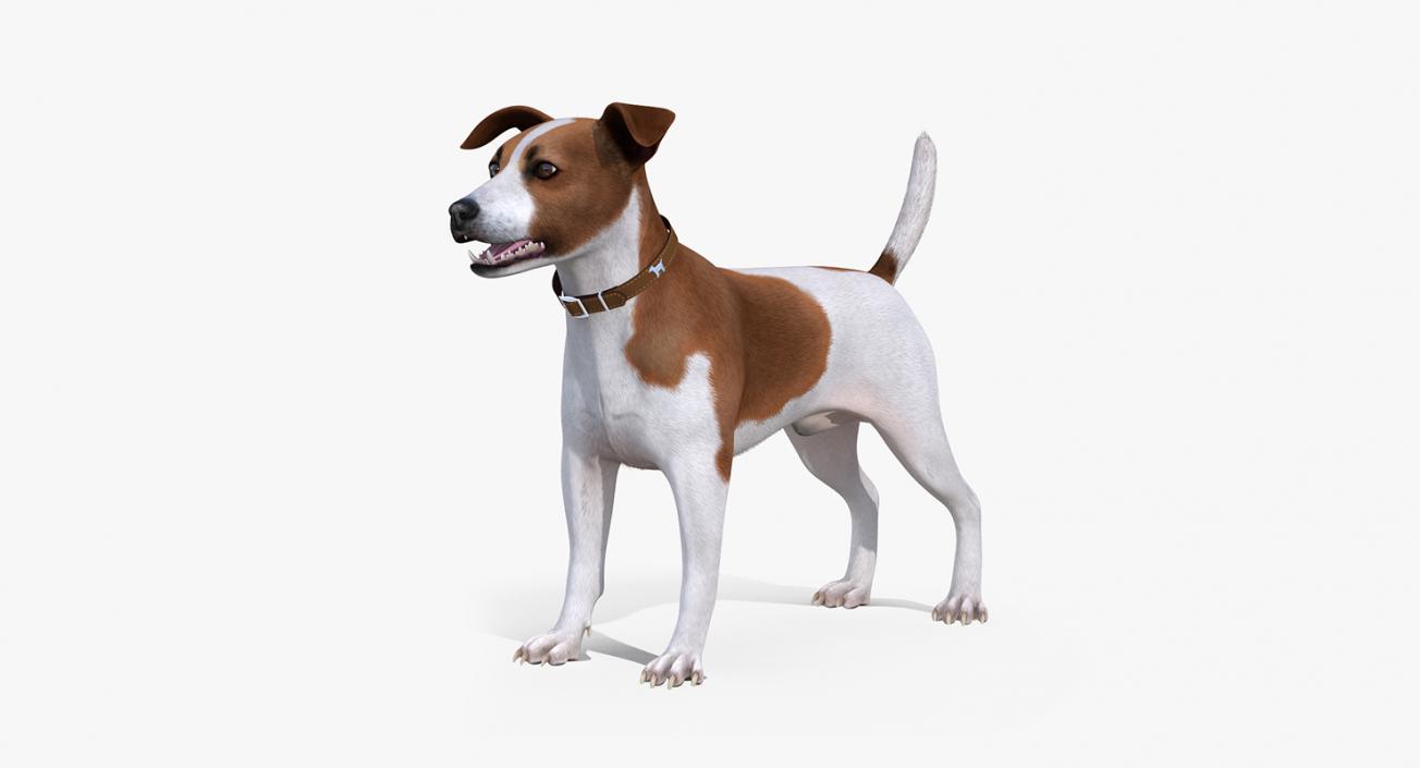 3D model Dogs Collection