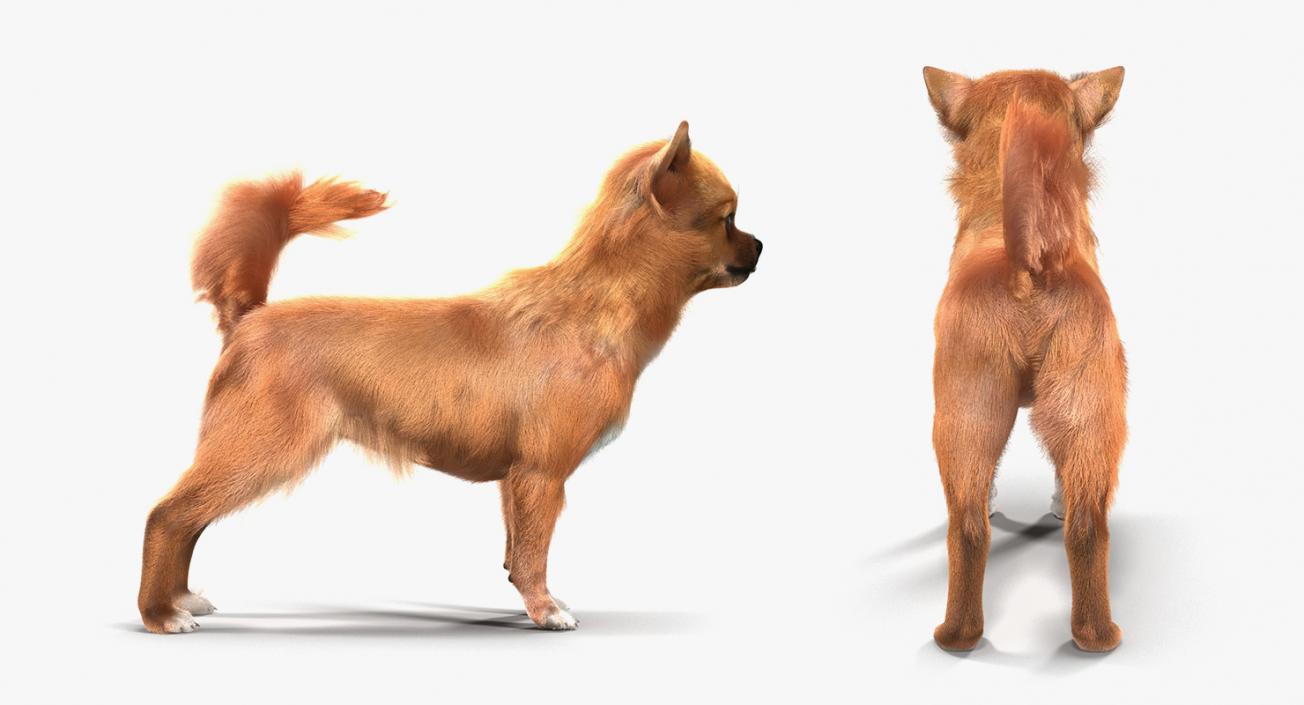 3D model Dogs Collection