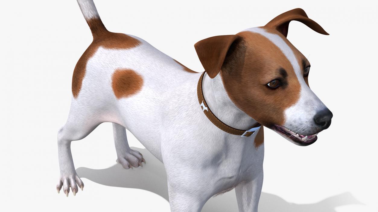 3D model Dogs Collection