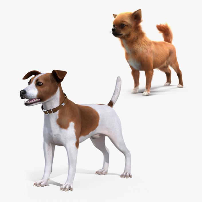 3D model Dogs Collection