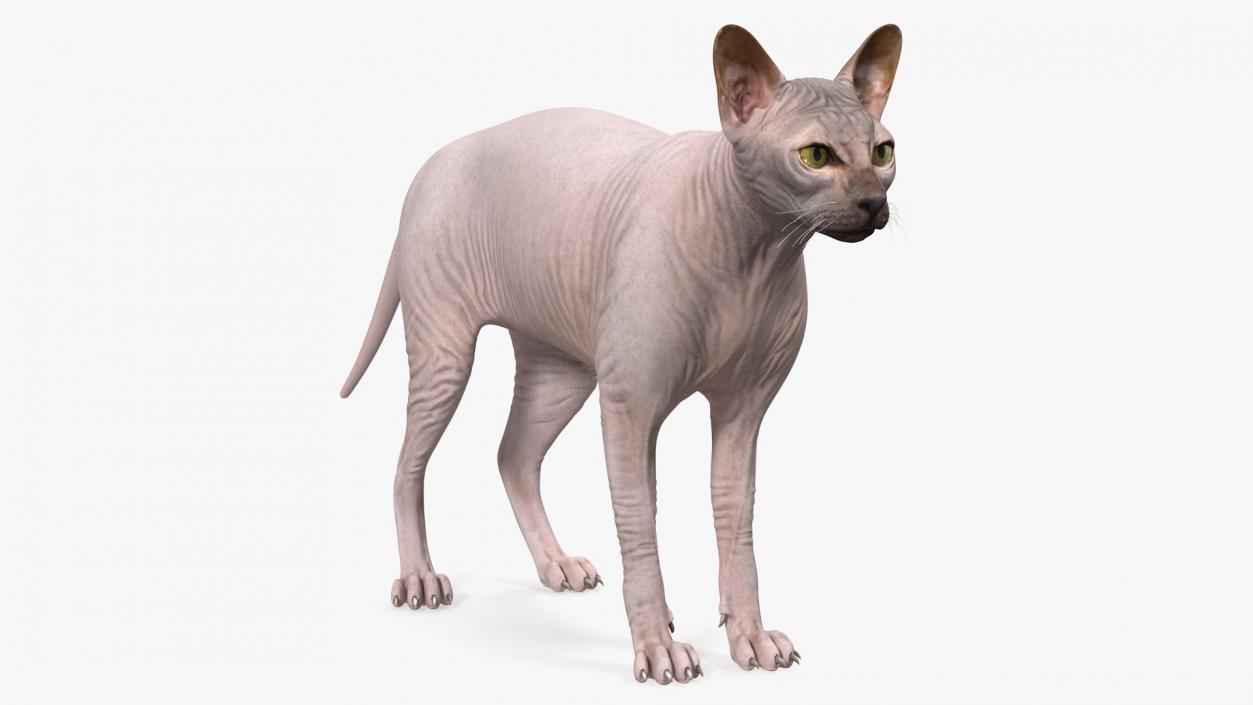 3D Dark Cream Sphynx Cat