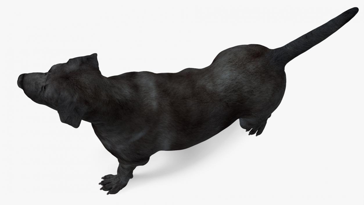 Labrador Dog Black Standing 3D