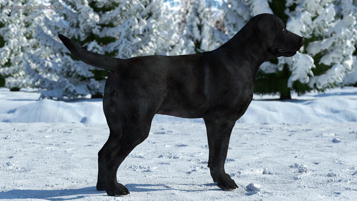 Labrador Dog Black Standing 3D