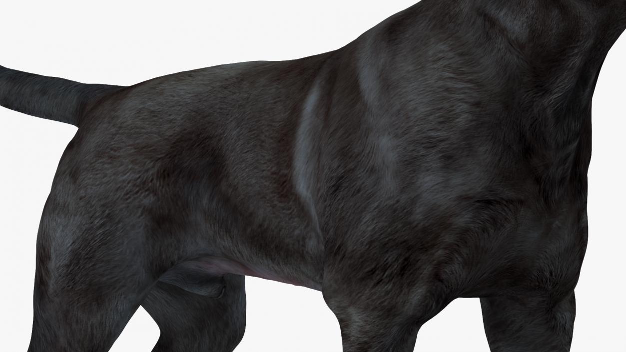 Labrador Dog Black Standing 3D