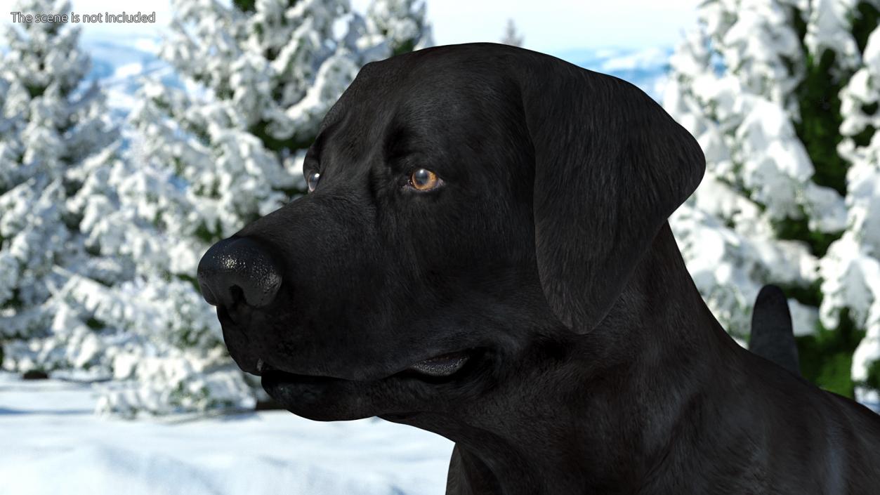 Labrador Dog Black Standing 3D