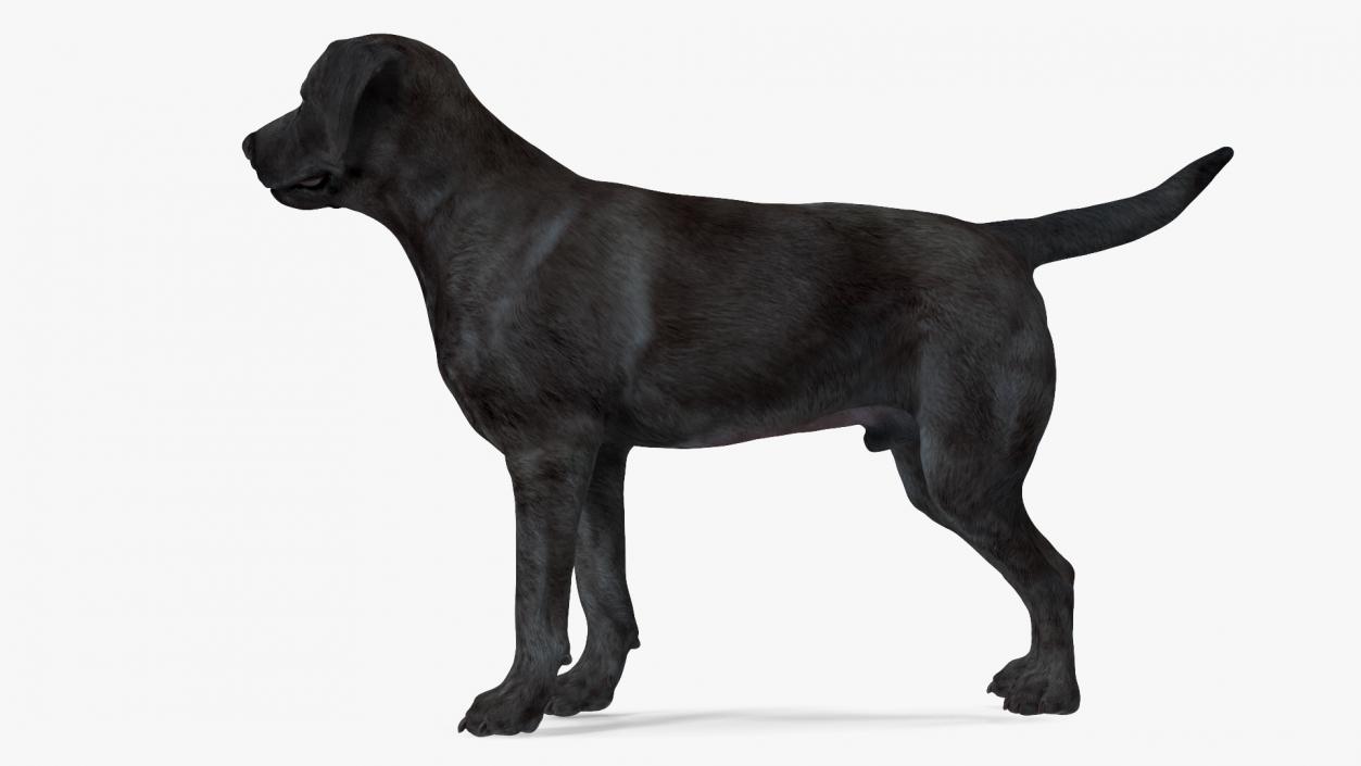 Labrador Dog Black Standing 3D