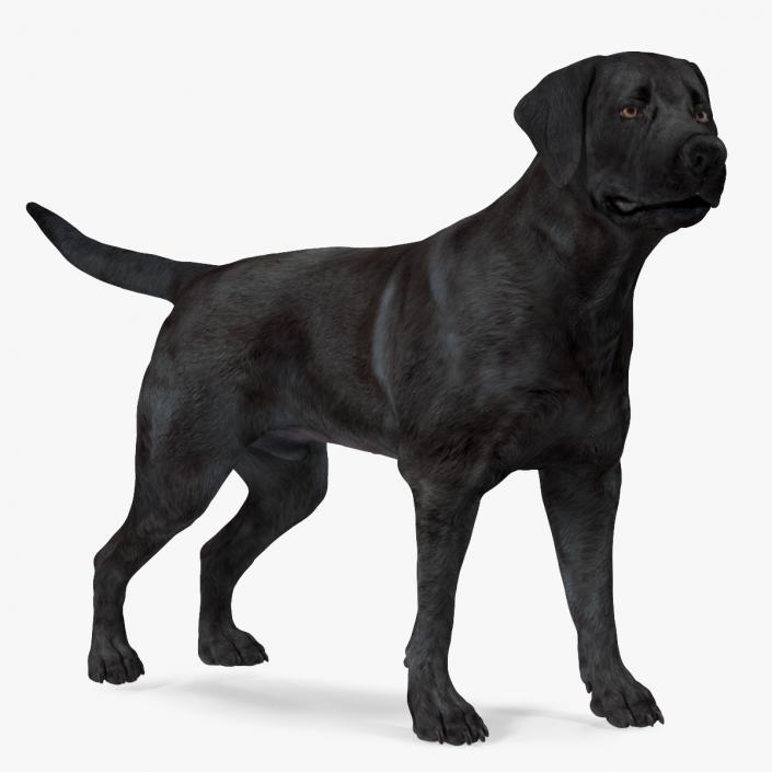 Labrador Dog Black Standing 3D