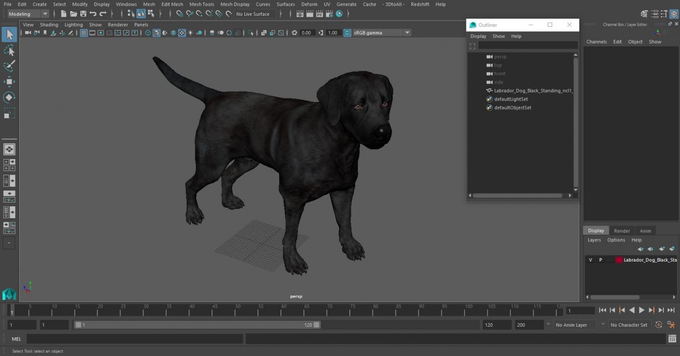 Labrador Dog Black Standing 3D