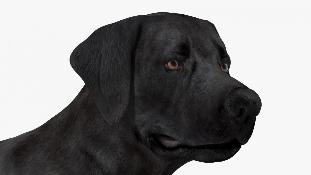 Labrador Dog Black Standing 3D