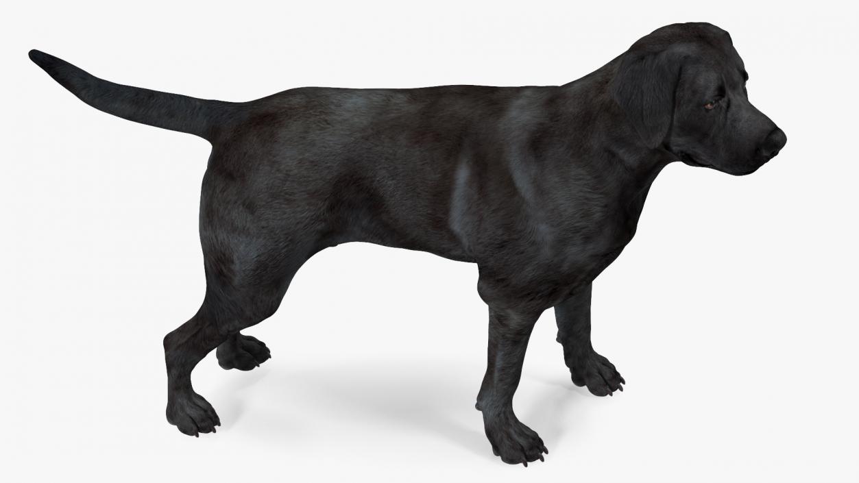 Labrador Dog Black Standing 3D