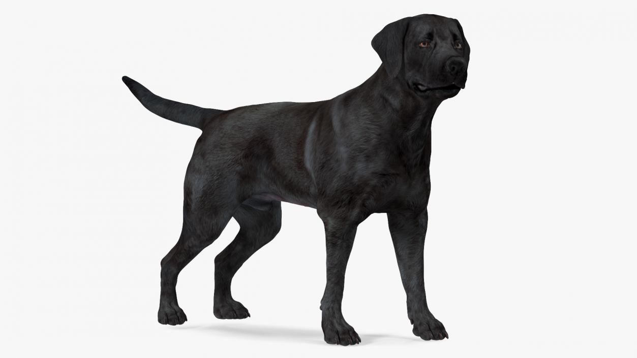 Labrador Dog Black Standing 3D