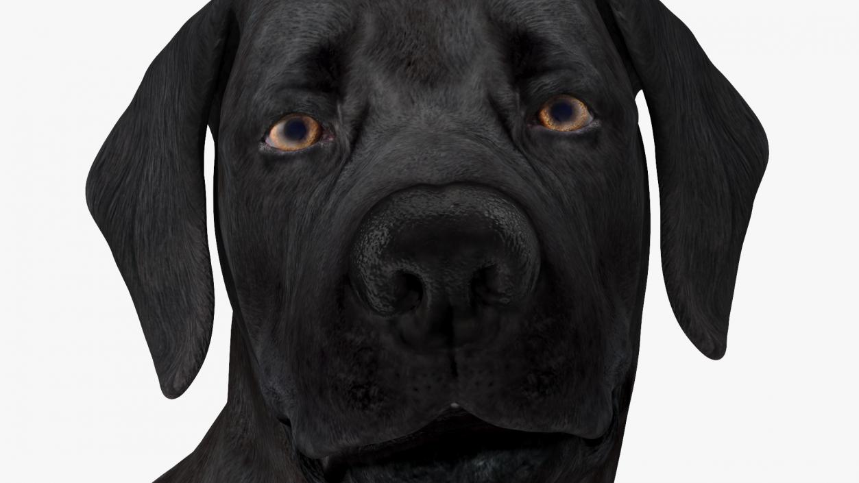 Labrador Dog Black Standing 3D