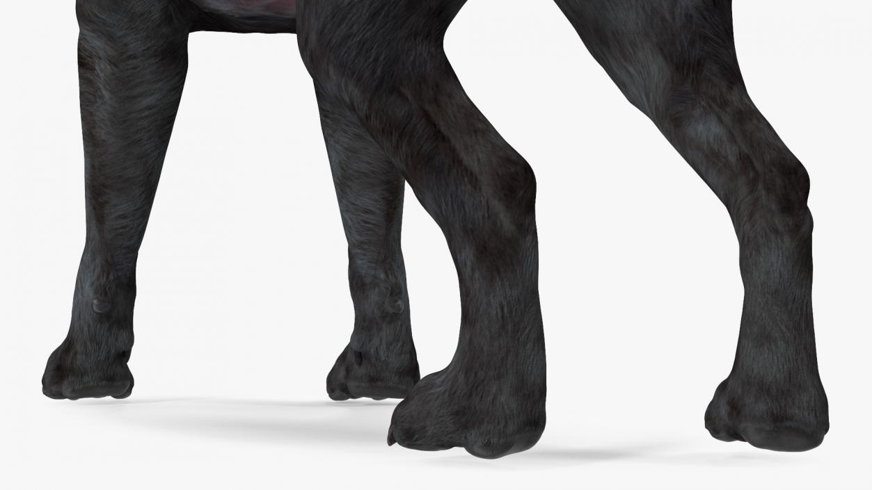 Labrador Dog Black Standing 3D