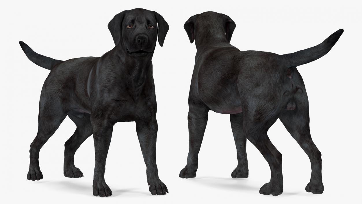 Labrador Dog Black Standing 3D