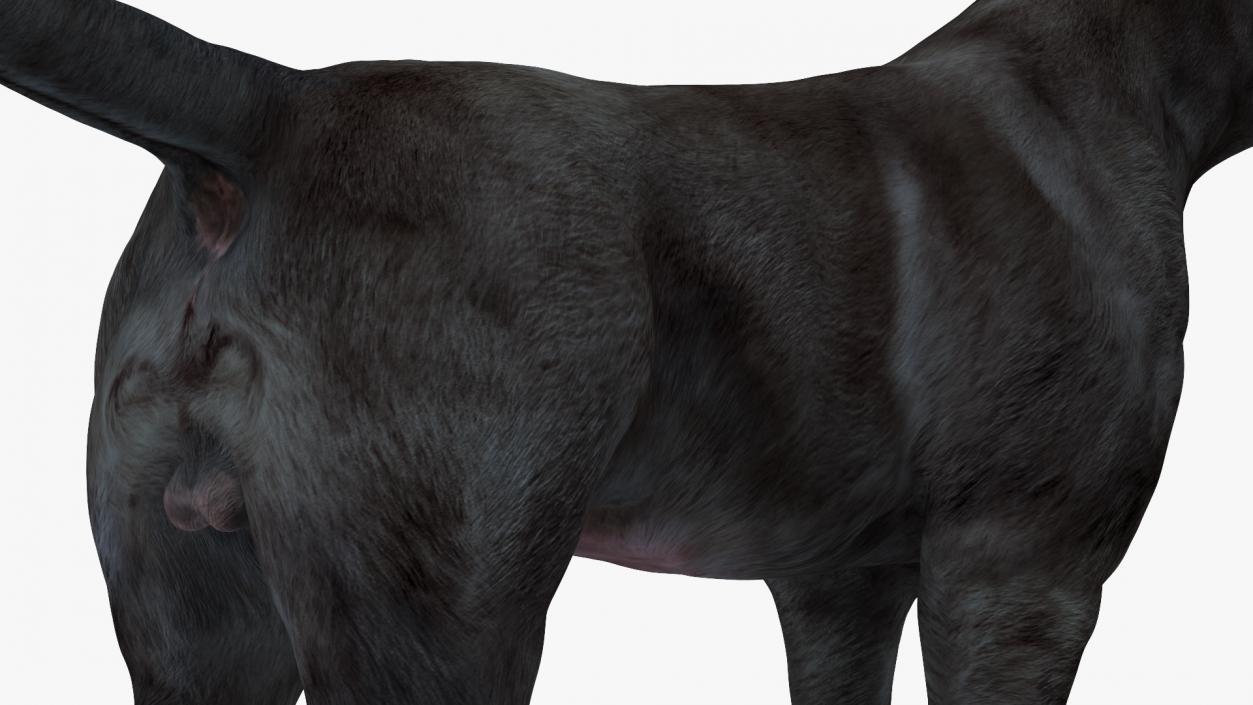 Labrador Dog Black Standing 3D