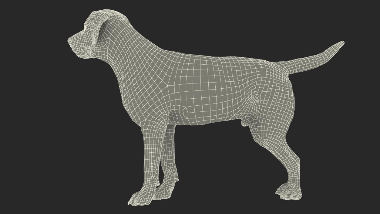 Labrador Dog Black Standing 3D