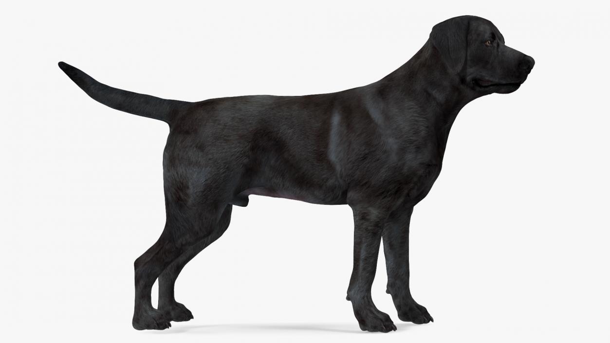 Labrador Dog Black Standing 3D