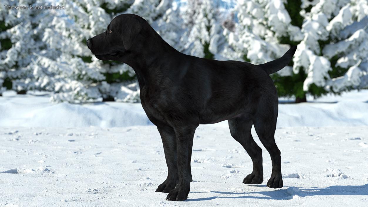 Labrador Dog Black Standing 3D