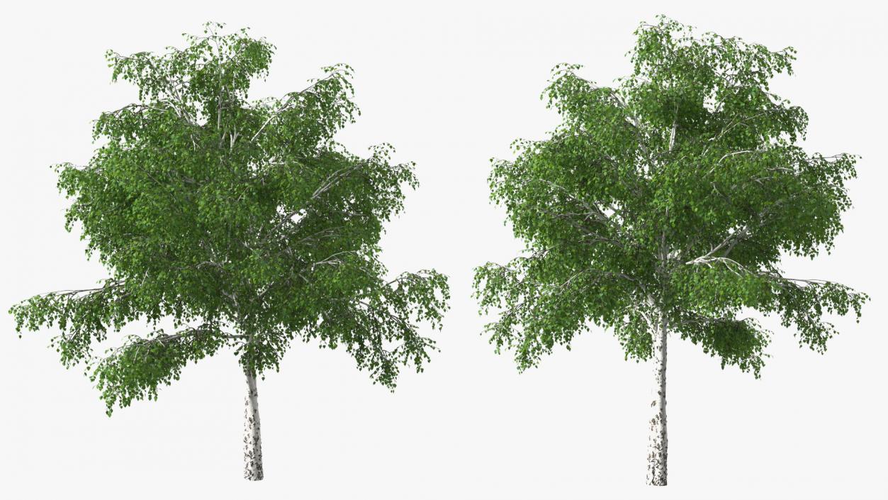 3D Silver Birch Green Tree model