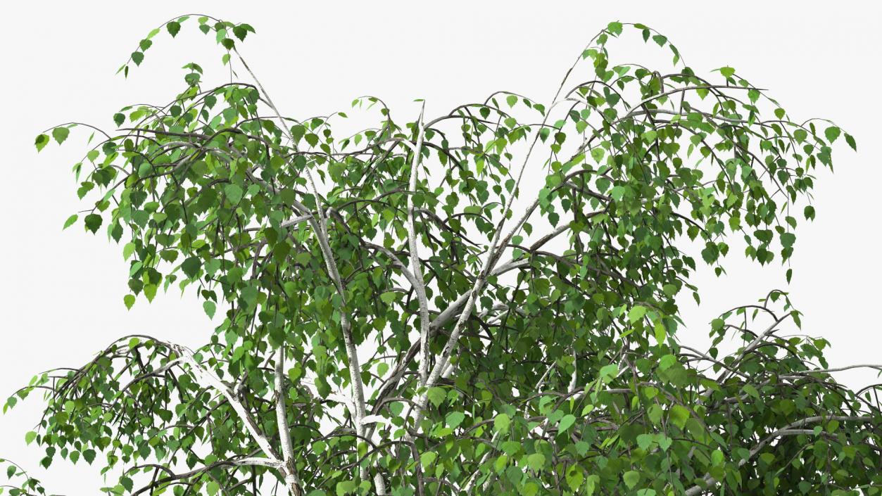 3D Silver Birch Green Tree model