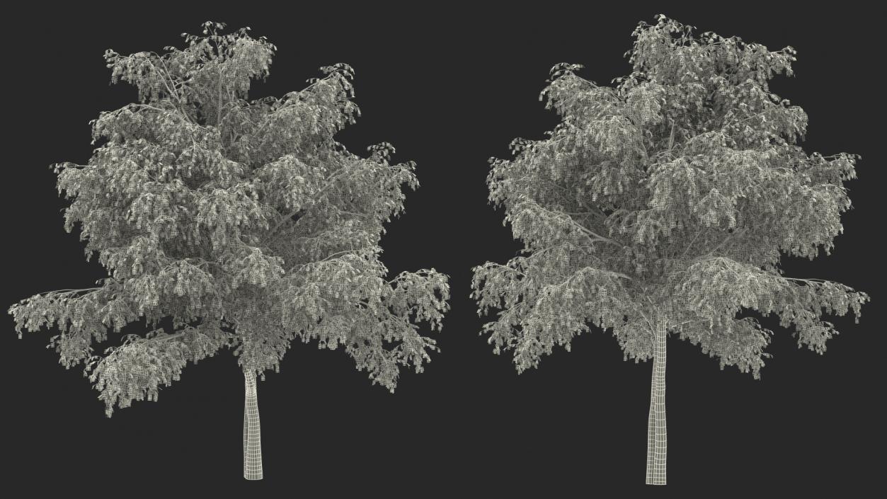 3D Silver Birch Green Tree model