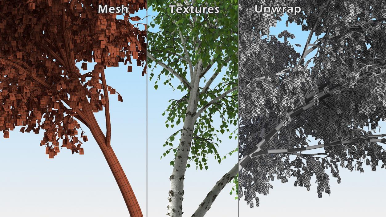 3D Silver Birch Green Tree model