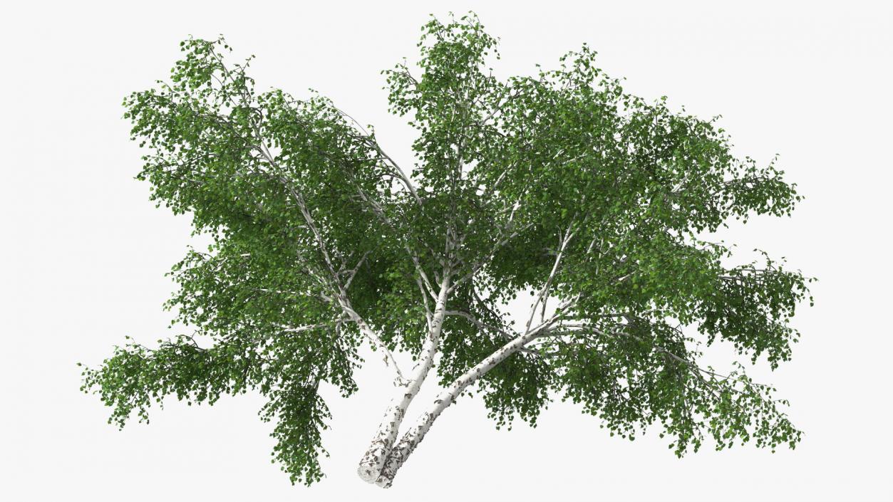 3D Silver Birch Green Tree model