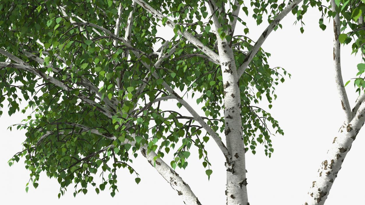 3D Silver Birch Green Tree model