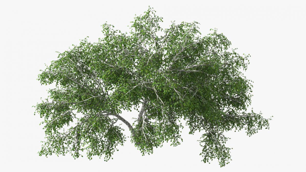 3D Silver Birch Green Tree model