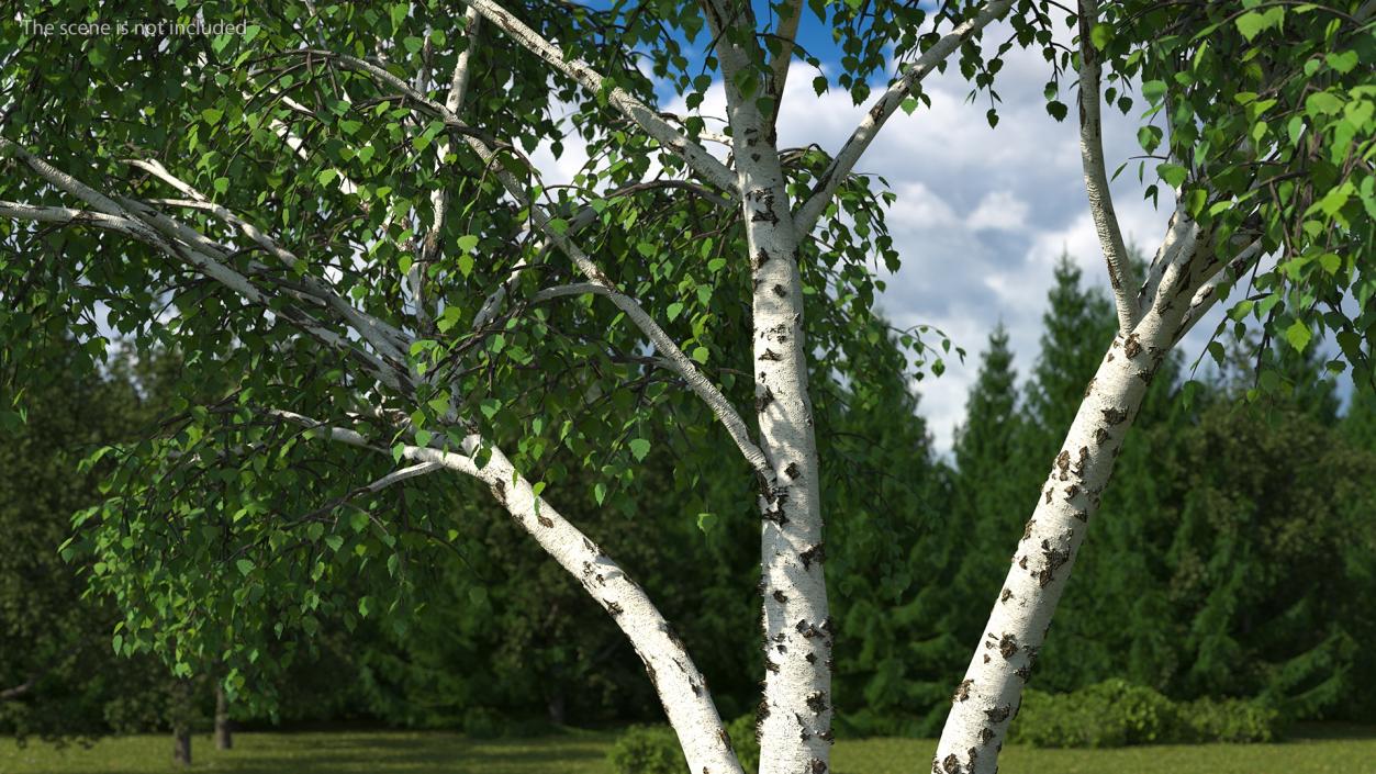 3D Silver Birch Green Tree model