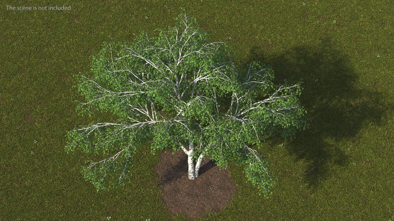 3D Silver Birch Green Tree model