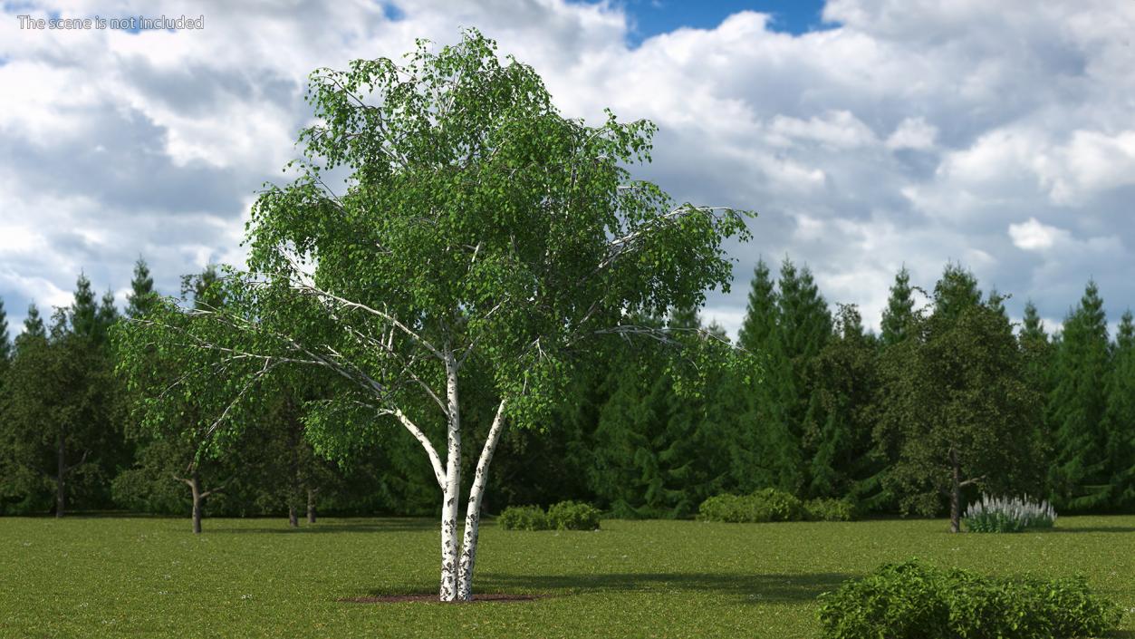 3D Silver Birch Green Tree model