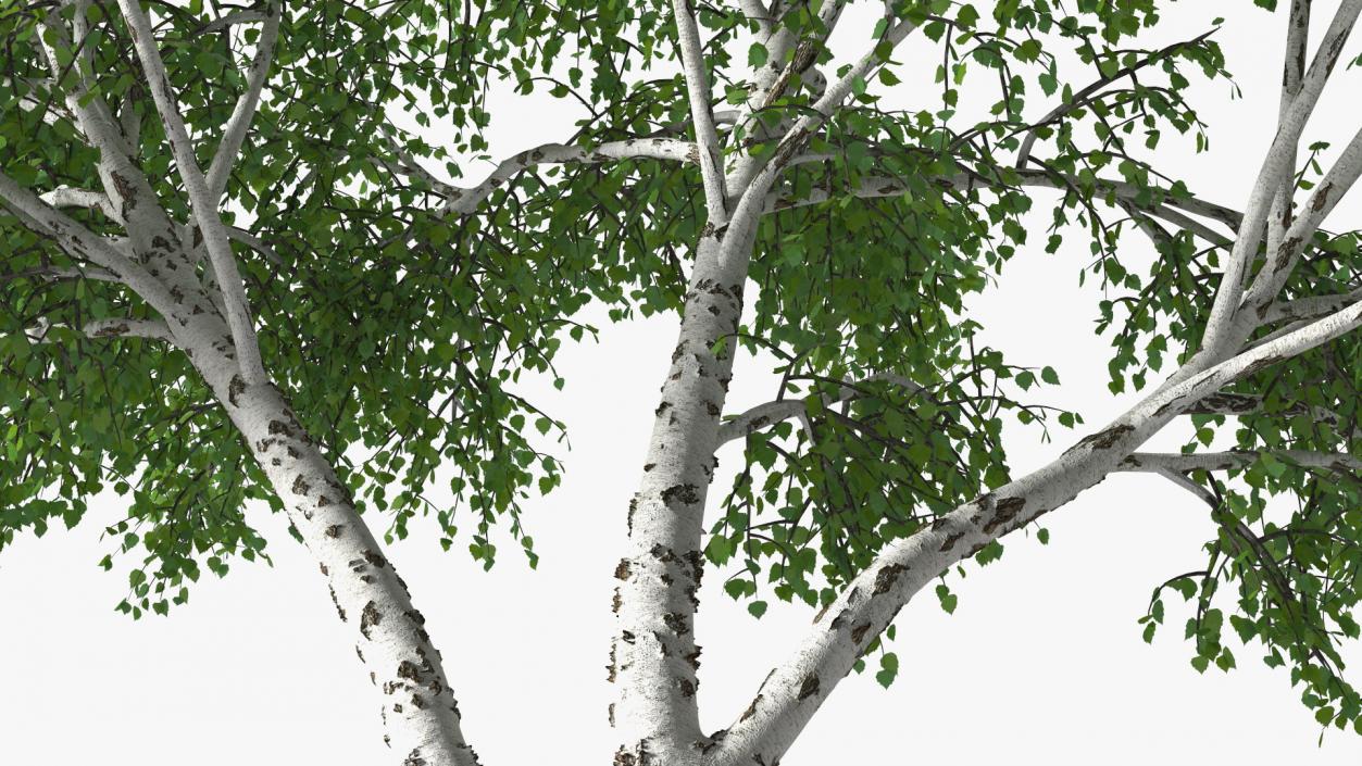 3D Silver Birch Green Tree model